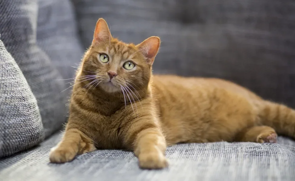 gato laranja deitado no sofá