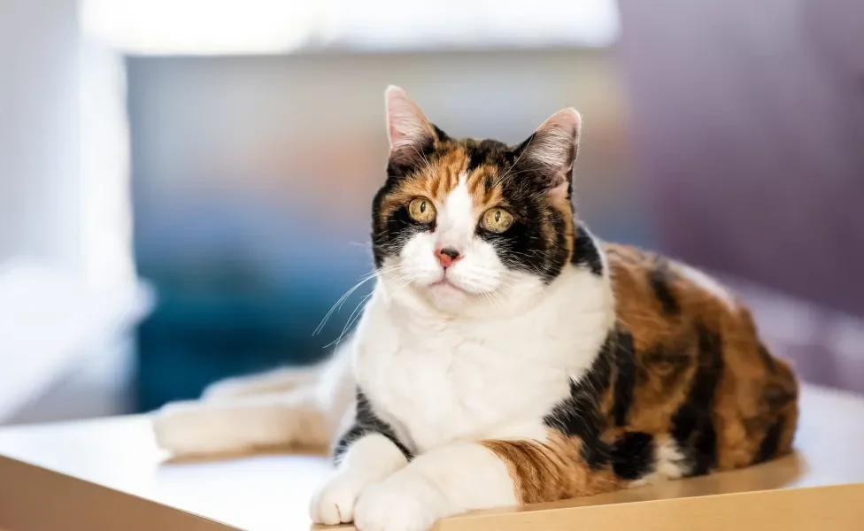 gato de três cores deitado em cima de mesa