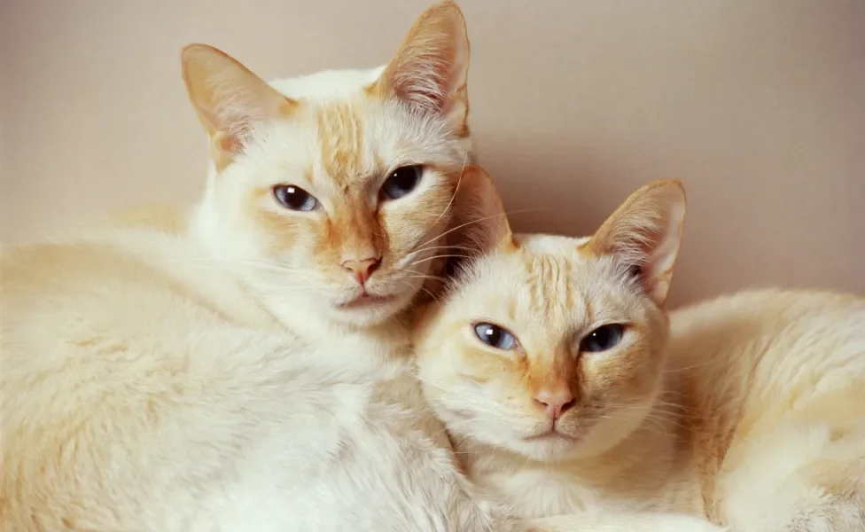 Dois gatos de pelagem clara e extremidades do corpo alaranjadas deitados lado a lado
