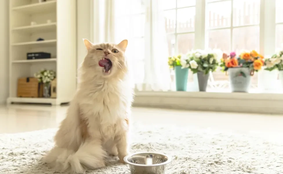 gato de cor clara sentado no tapete com a boca aberta e um pote de ração na frente