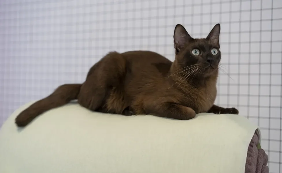 gato marrom com olhos azuis deitado em encosto de poltrona