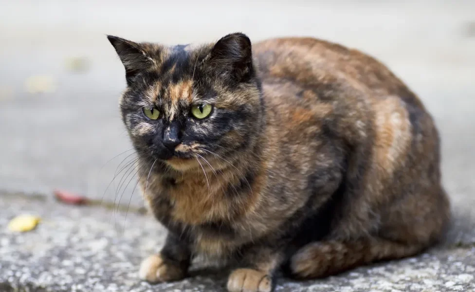 gato com a pelagem preta e laranja que lembra um casco de tartaruga deitado no chão
