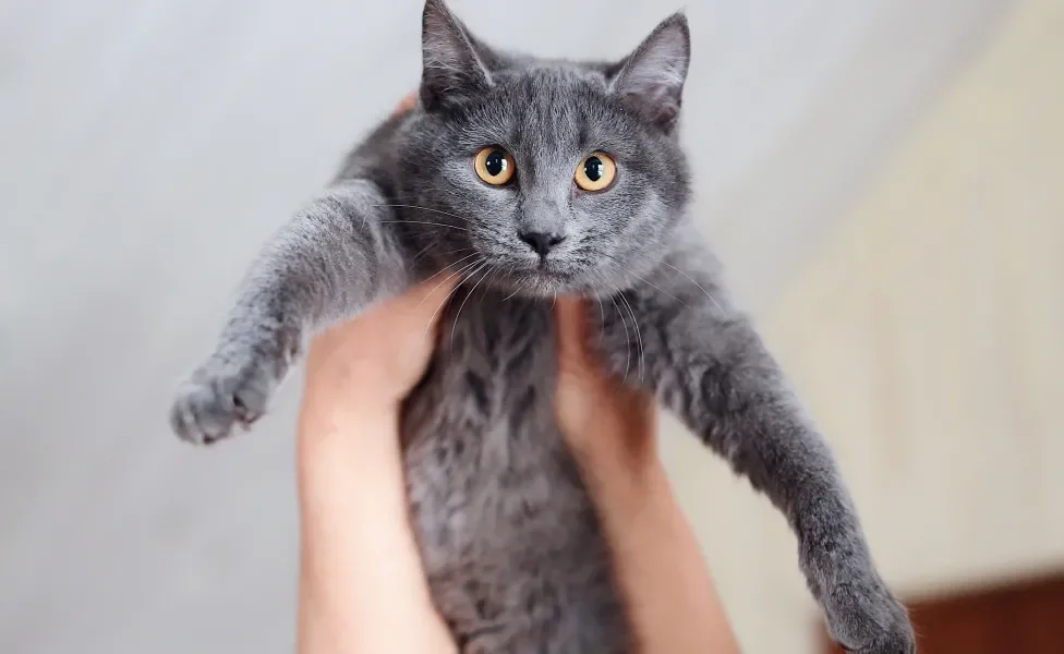 Pessoa erguendo pelas mãos um gato cinza de olhos amarelos