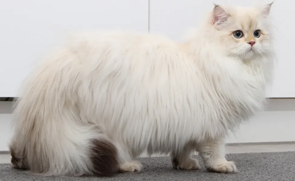 Gato de pelagem clara e longa e olhos azuis sentado em chão de carpete cinza