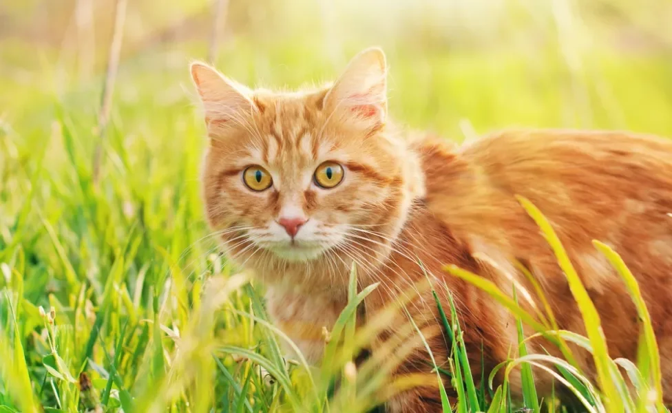 As cores de gatos estão intimamente relacionadas à genética desses animais