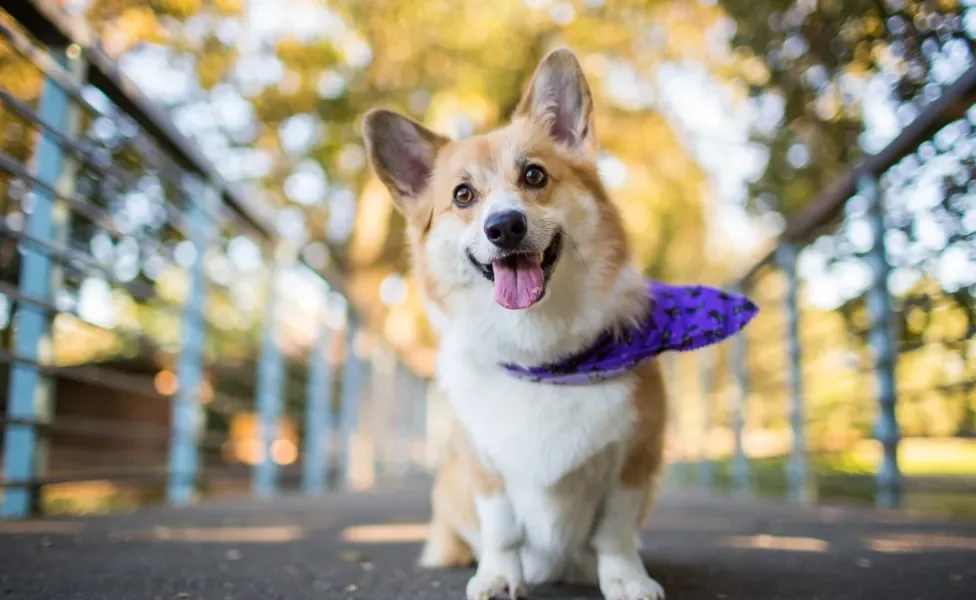 Cão Corgi na rua usando bandana lilás