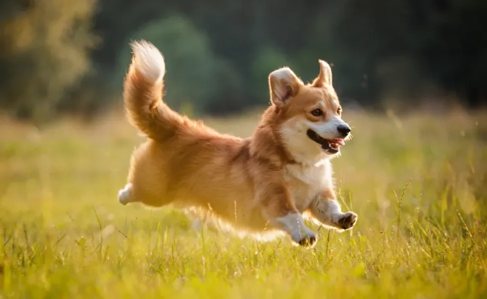 Corgi Pembroke saltando