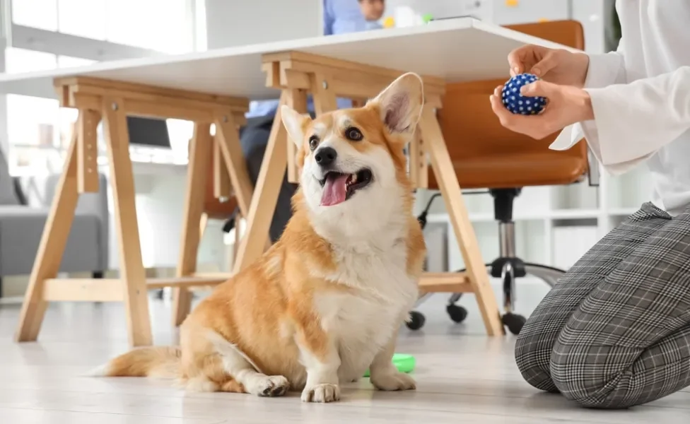 cachorro corgi sentado com língua de fora enquanto dona segura uma bolinha