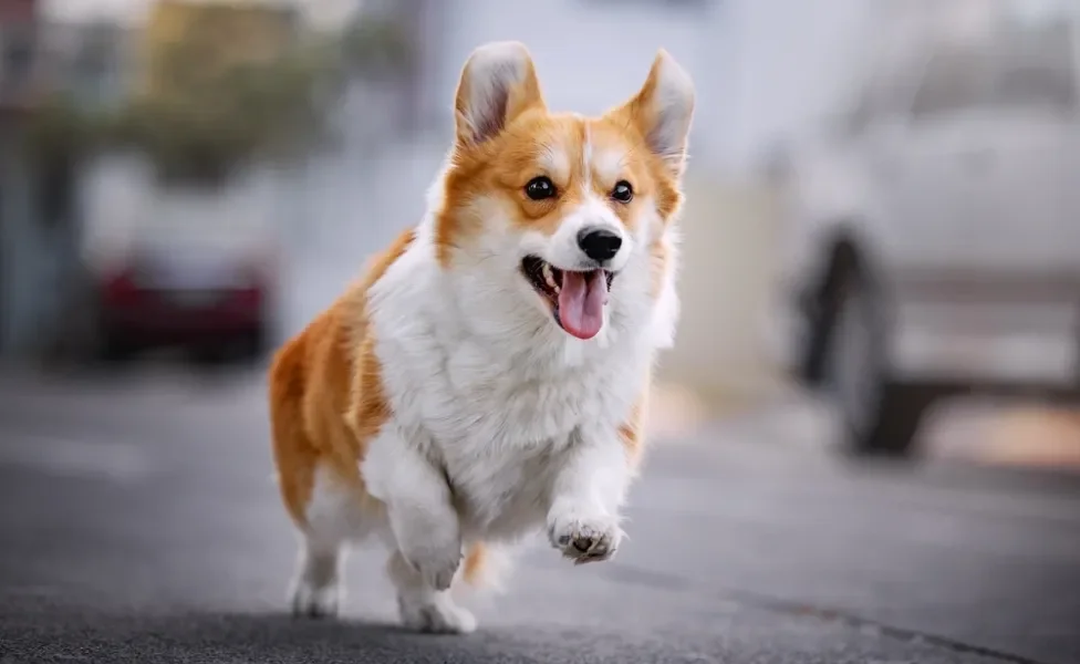 cachorro corgi correndo na rua