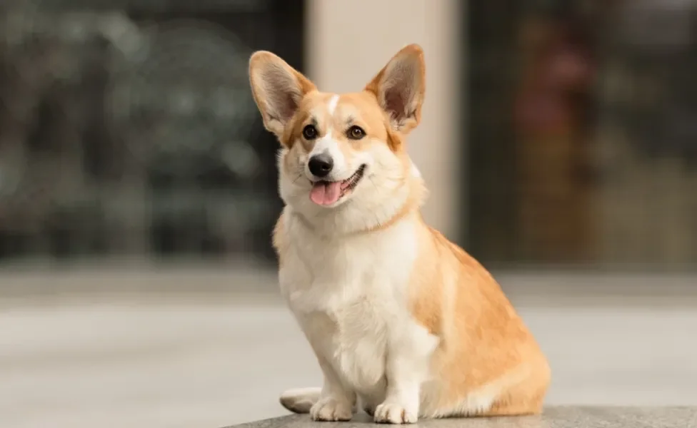 Corgi sentado