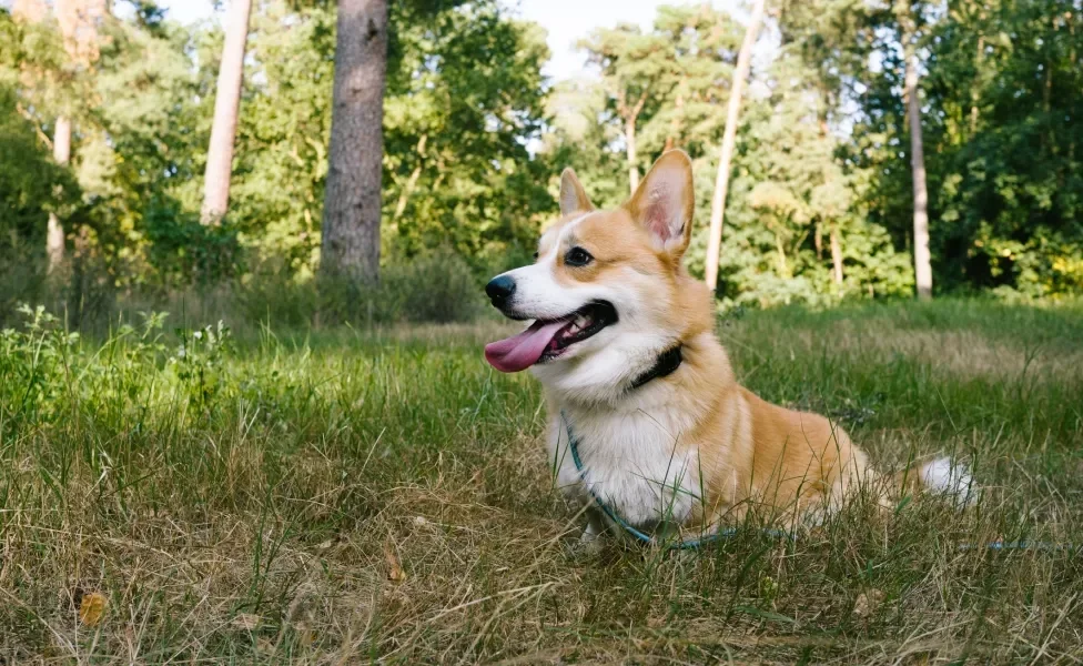 Corgi ao ar livre