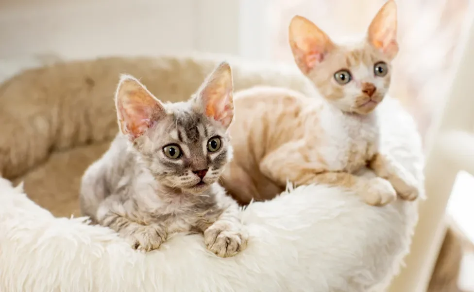 Dois gatos da raça Cornish Rex deitados em uma cama