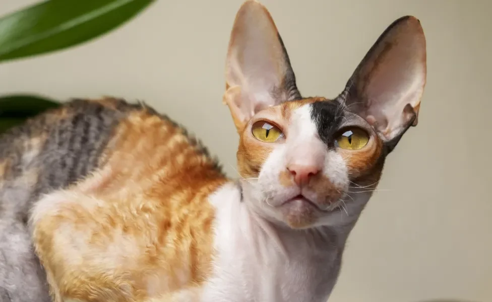 Gato Cornish Rex de pelagem colorida