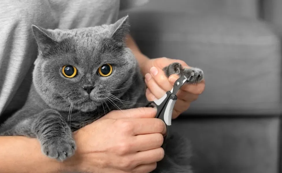 gato cortando unha com cortador de unha de gato