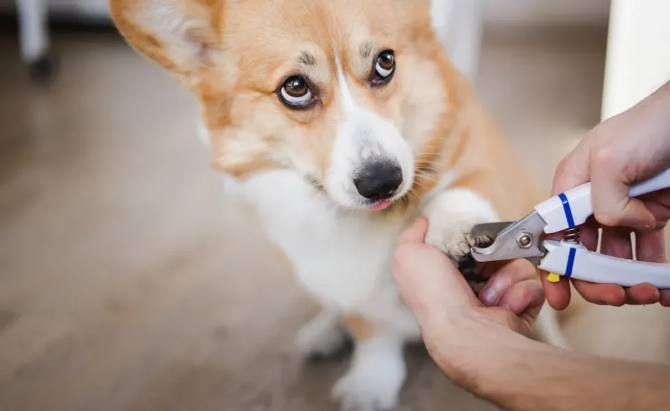 homem cortando unha de cachorro