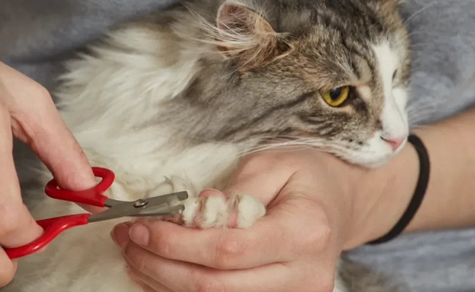 Pessoa cortando unha de gato com tesoura especial