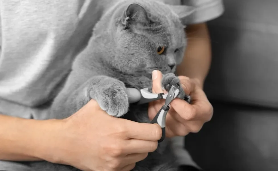 dono cortando unha de gato