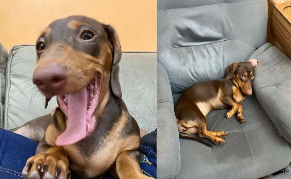Duas fotos da cachorra Paçoca, uma salsichinha marrom 