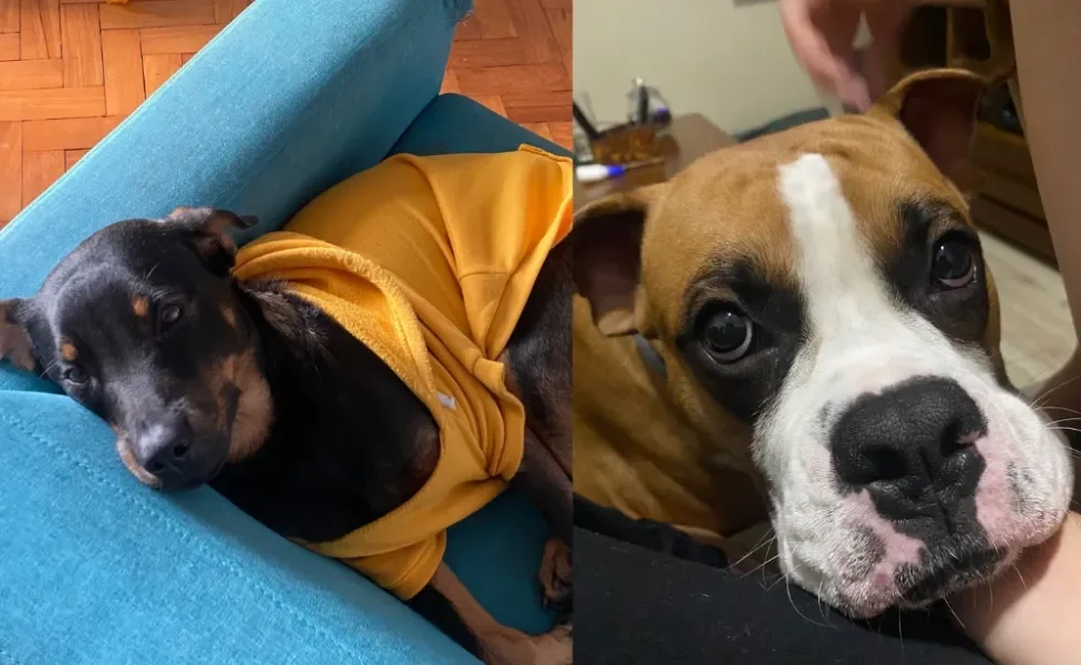 Salvador, cão vira lata na foto da esquerda; Bruce, cão Boxer na foto da direita
