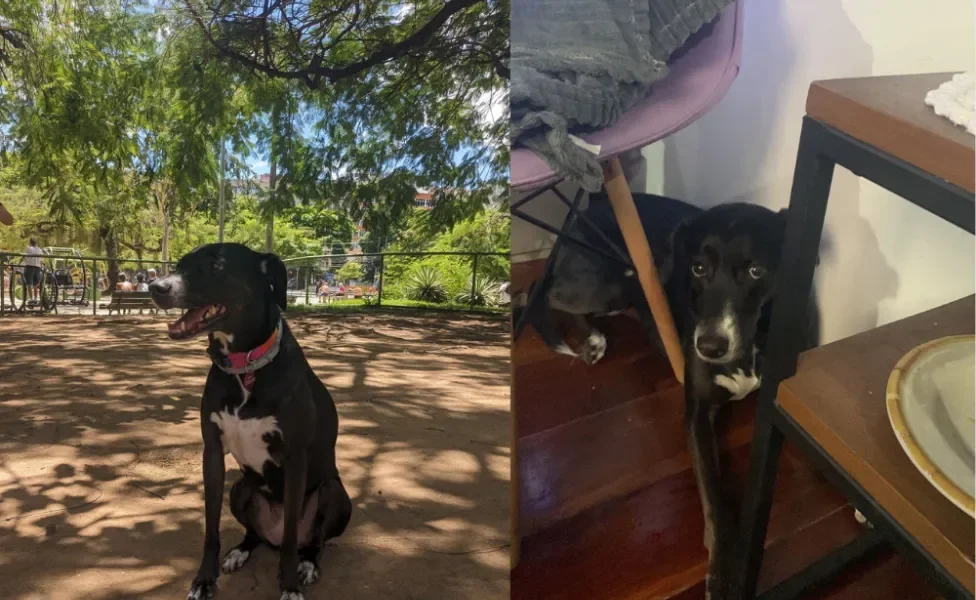 Duas fotos da vira lata Amora