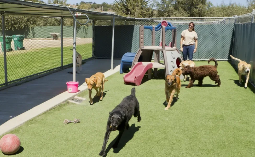 cachorros na creche brincando