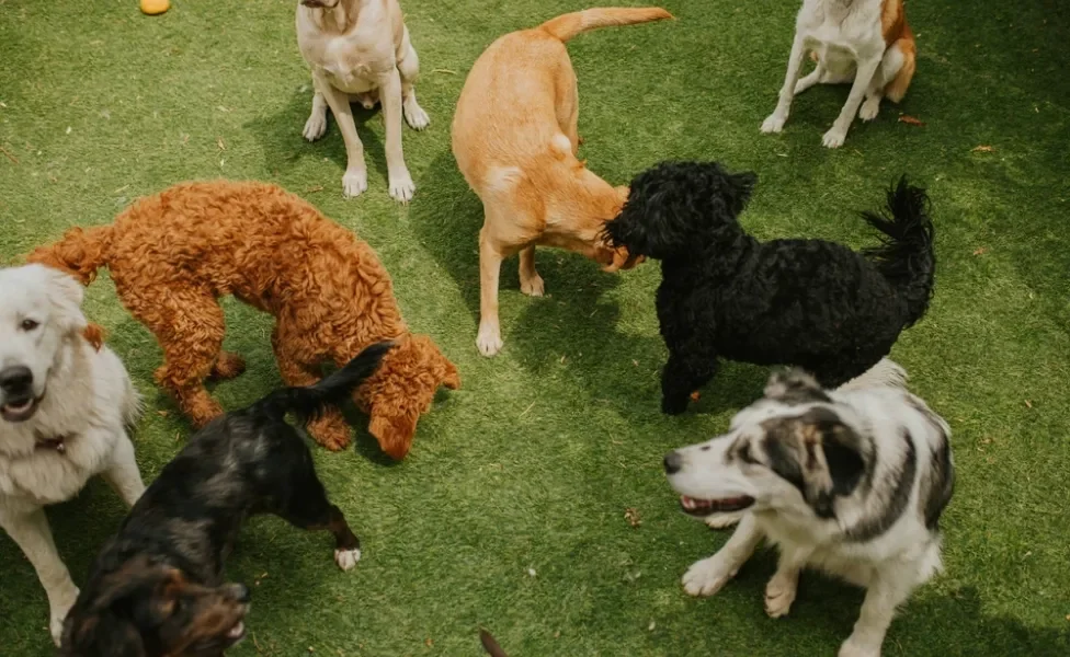 cachorros na creche