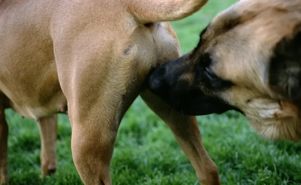 cruzamento de cachorro: um cão cheirando o outro