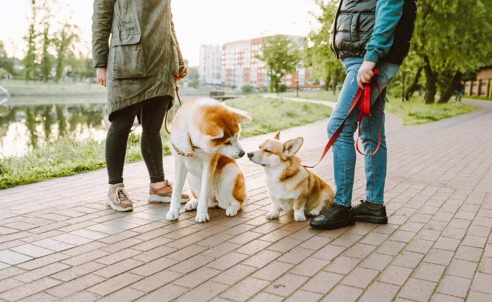 Dois tutores levando seus cachorros para passear; os cães estão se cheirando presos em suas coleiras