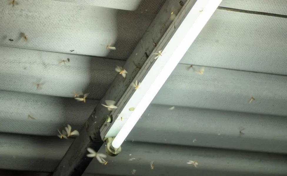 Cupins alados, siriri, aleluia, cupins de chuva, bichos da luz