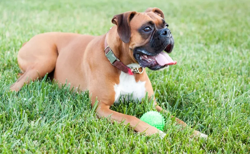 Cachorro Boxer deitado na grama com bolinha de brinquedo