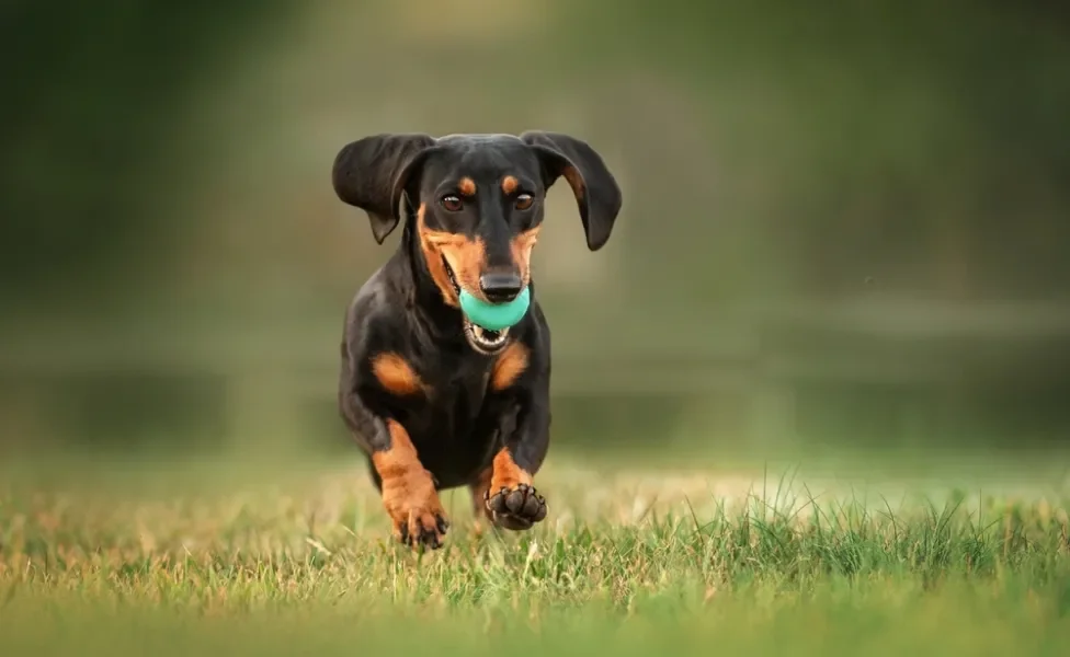 Cachorro da raça Dachshund correndo na grama com bolinha na boca