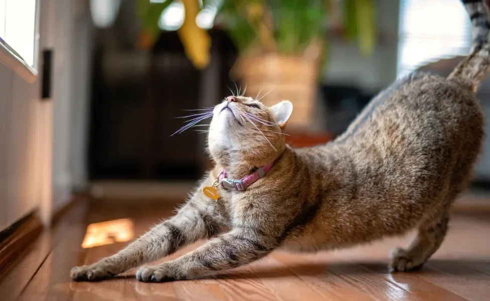 Gato rajado se espreguiçando com bumbum para cima