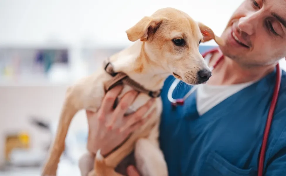 Veterinário segurando cãozinho e analizando-o em consultório médico