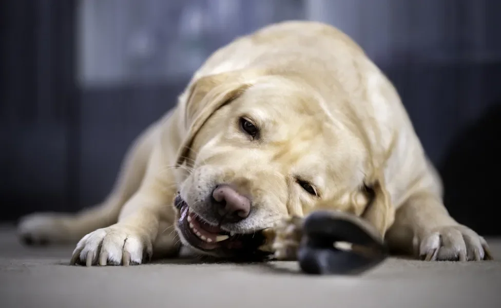 Cachorro grande amarelo deitado e mordendo objeto escuro