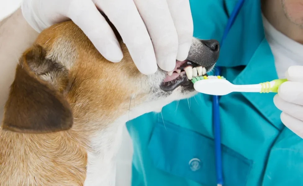 Veterinário escovando os dentes de cachorro vira-lata caramelo
