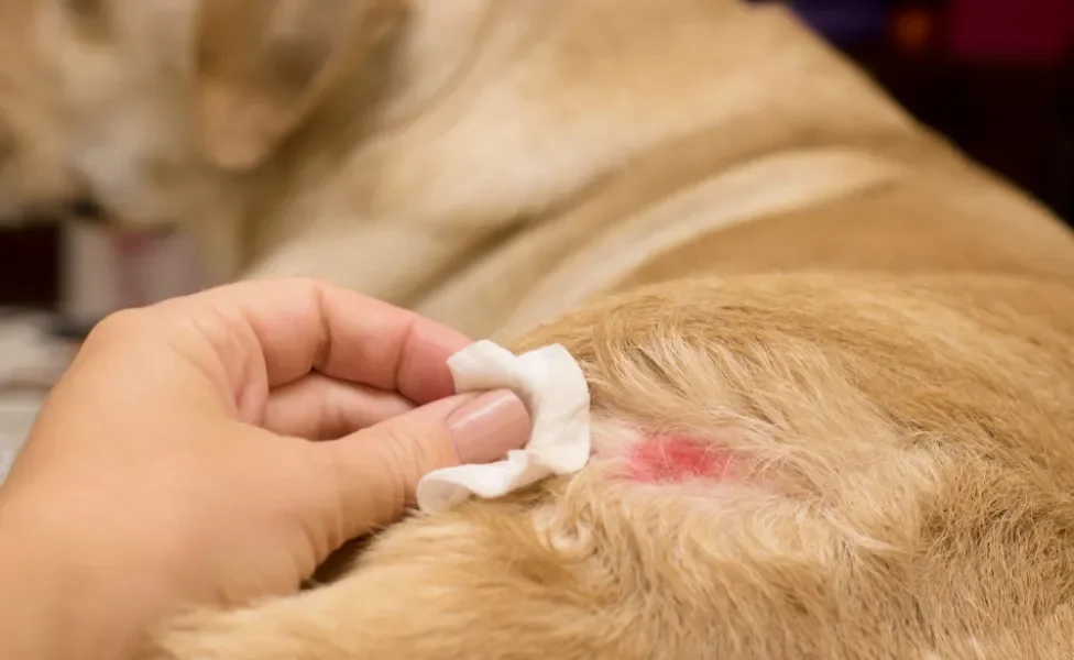 Ferida vermelha na pele de cachorro Golden Retriever