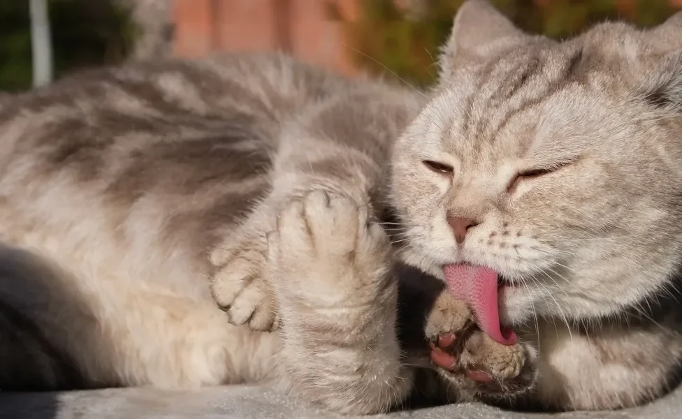 Gato cinza se lambendo