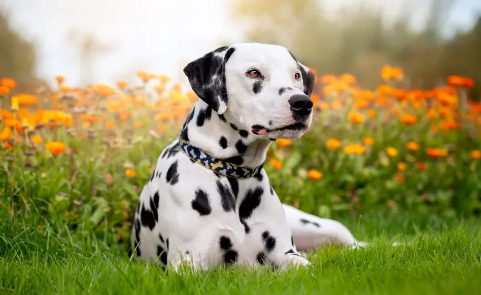 Cachorro Dálmata no meio de flores