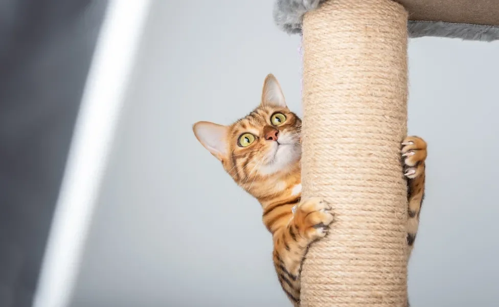 Gato laranja em pé se apoiando em arranhador