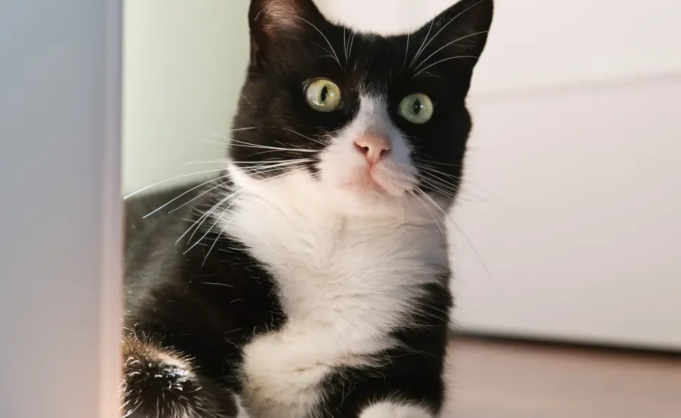 Gato branco e preto
