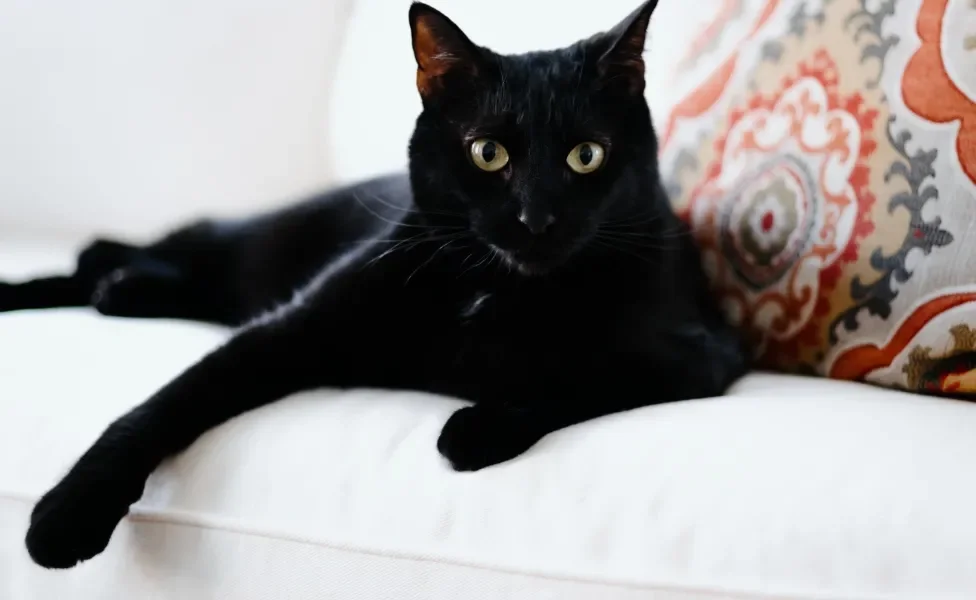 Gato preto