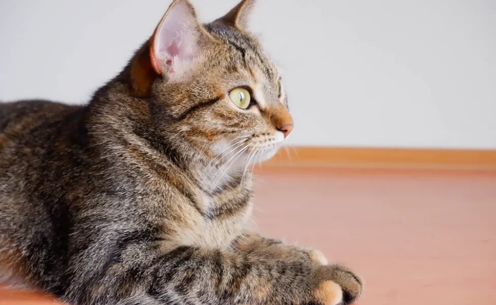 Gato rajado