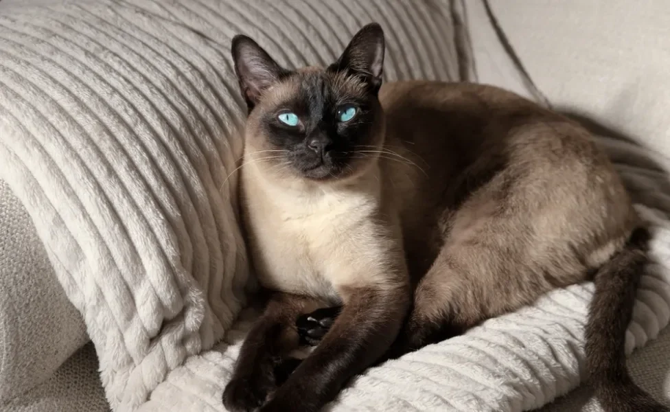 Gato siamês