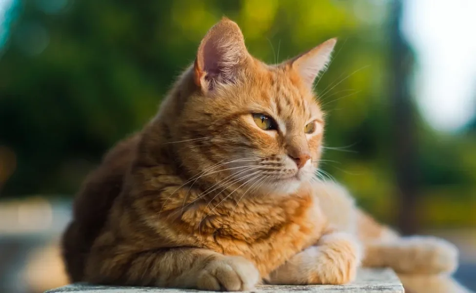 Gato laranja
