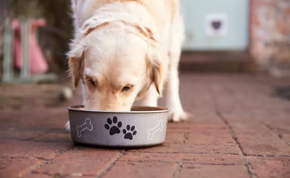 cachorro com diabetes comendo ração