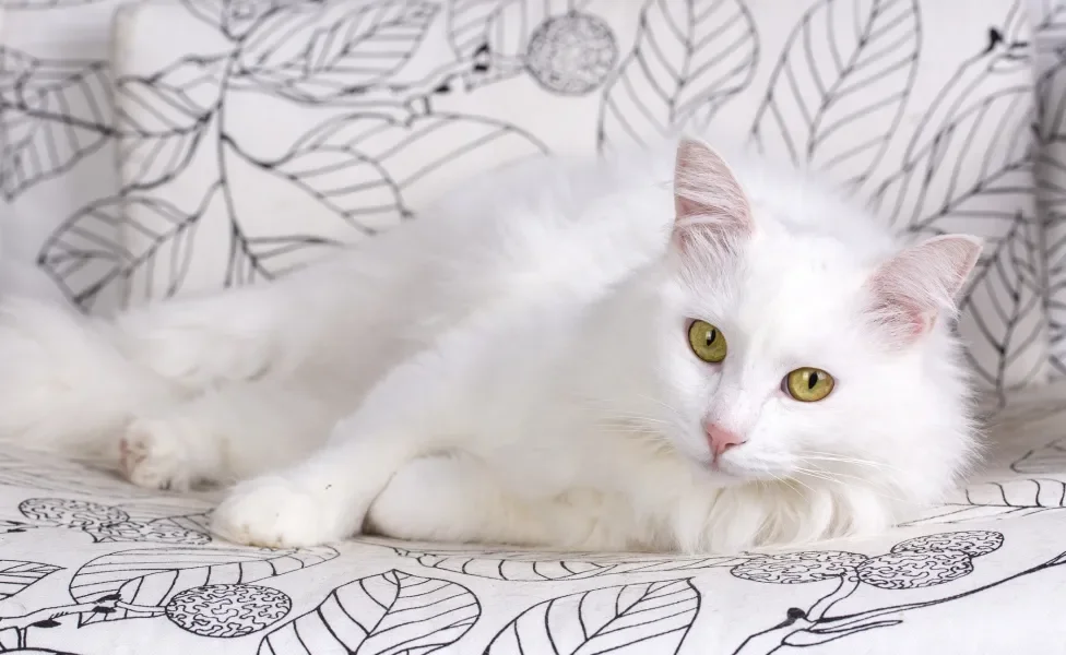 Gato Angorá branco deitado