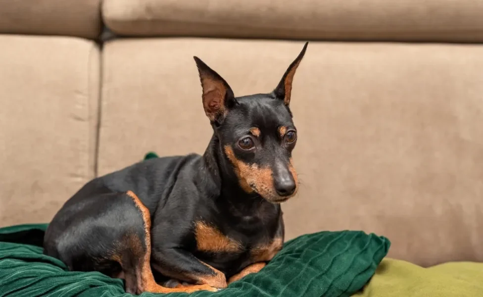 Cachorro Pinscher deitado no sofá