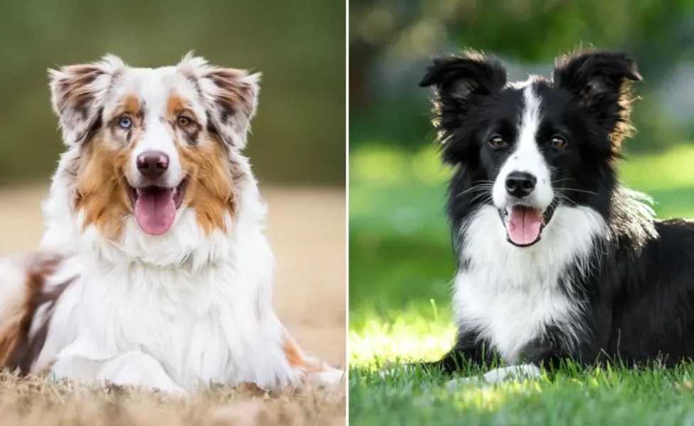 Pastor Australiano e Border Collie