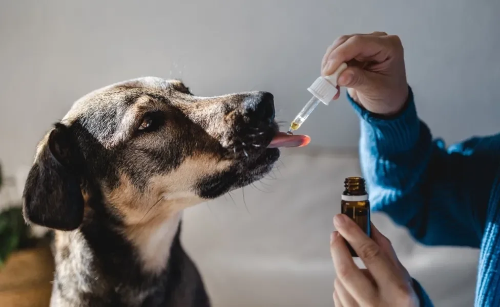 cachorro tomando dipirona para cachorro