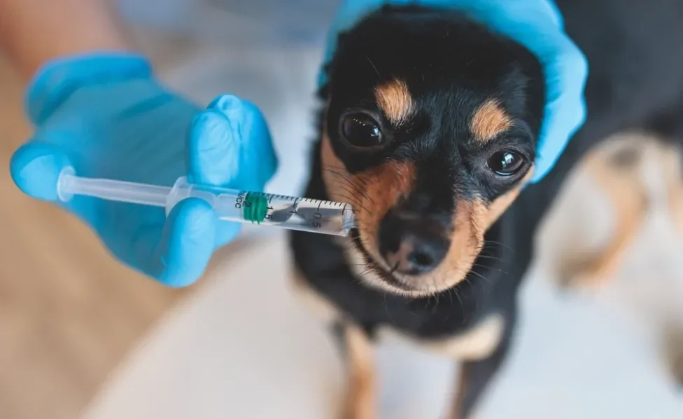 cachorro tomando remédio na seringa